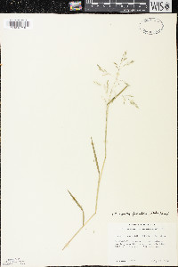 Torreyochloa fernaldii image