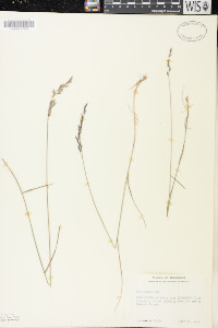 Poa glauca image