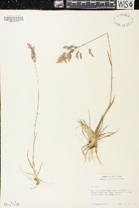 Poa alpina image
