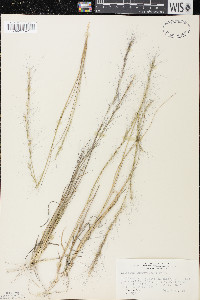 Aristida purpurascens image