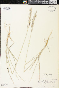 Elymus lanceolatus image