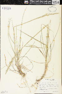 Elymus lanceolatus image