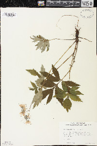 Hydrophyllum virginianum image