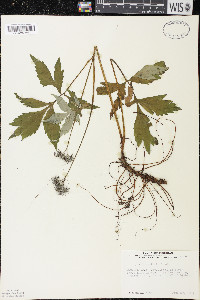 Hydrophyllum virginianum image