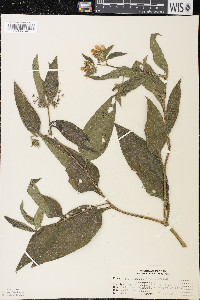 Symphytum × uplandicum image