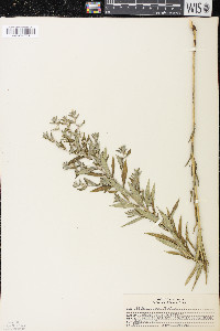 Lithospermum officinale image