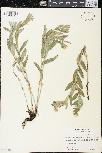 Lithospermum canescens image