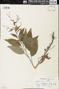 Hackelia virginiana image