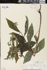 Hackelia virginiana image