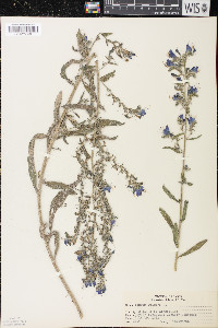 Echium vulgare image