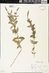 Mentha spicata image