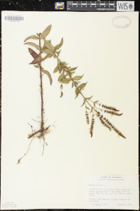 Mentha spicata image