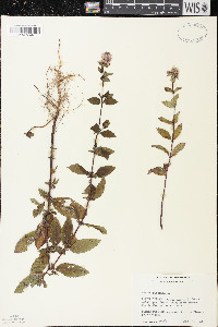 Mentha × piperita image