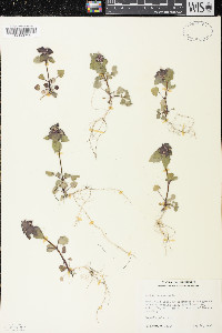 Lamium purpureum image