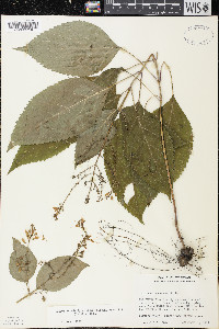 Collinsonia canadensis image