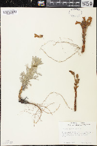 Orobanche fasciculata image