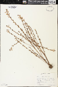 Epifagus virginiana image