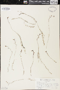 Utricularia minor image