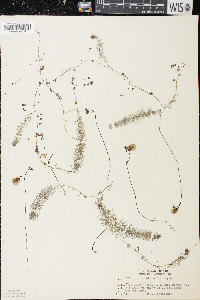 Utricularia intermedia image