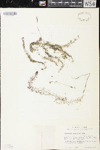 Utricularia geminiscapa image