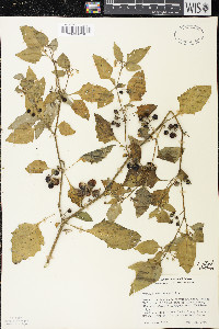 Solanum ptychanthum image