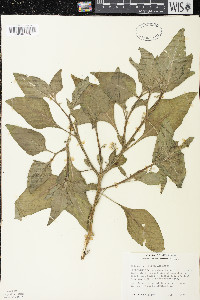 Solanum physalifolium image