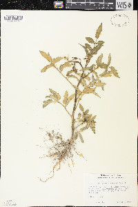 Solanum lycopersicum image