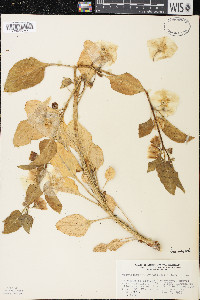 Leucophysalis grandiflora image