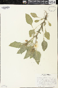 Leucophysalis grandiflora image