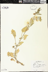 Leucophysalis grandiflora image