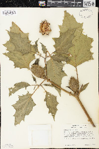 Datura stramonium image