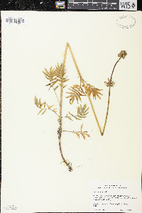 Valeriana officinalis image