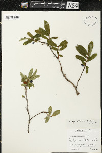 Lonicera villosa image