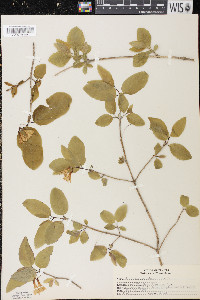 Lonicera canadensis image