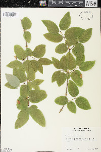 Lonicera canadensis image