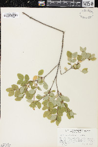 Symphoricarpos albus image