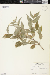 Diervilla lonicera image