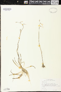 Lobelia dortmanna image