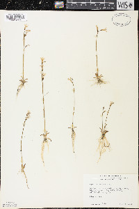 Lobelia dortmanna image