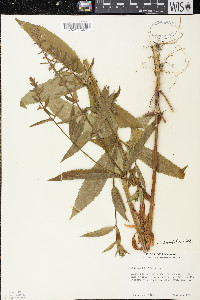 Stachys hispida image