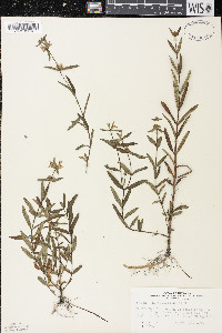 Stachys hyssopifolia image