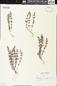 Scutellaria parvula var. parvula image