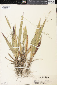 Dichanthelium xanthophysum image