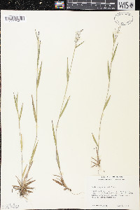 Dichanthelium acuminatum subsp. spretum image