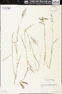 Dichanthelium acuminatum subsp. spretum image