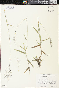 Dichanthelium acuminatum subsp. spretum image