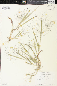 Panicum tuckermanii image