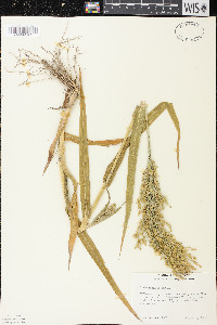 Panicum miliaceum image