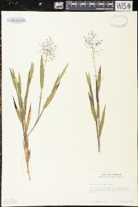 Dichanthelium acuminatum var. lindheimeri image