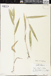 Dichanthelium leibergii image